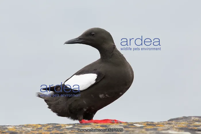 : 80200507 Black Guillemot Orkney, Scotland, UK Cepphus : 80200507 Black Guillemot Orkney, Scotland, UK Cepphus