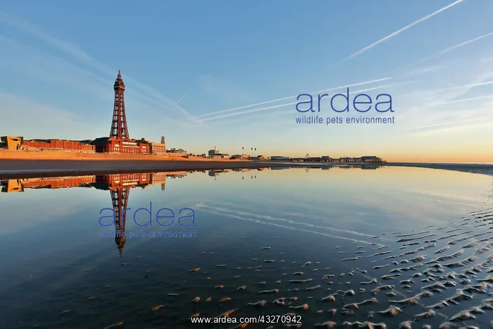 : 80200509 Blackpool Beach - and tower Lancashire : 80200509 Blackpool Beach - and tower Lancashire