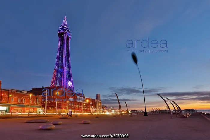 : 80200513 Blackpool Beach - and tower Lancashire : 80200513 Blackpool Beach - and tower Lancashire