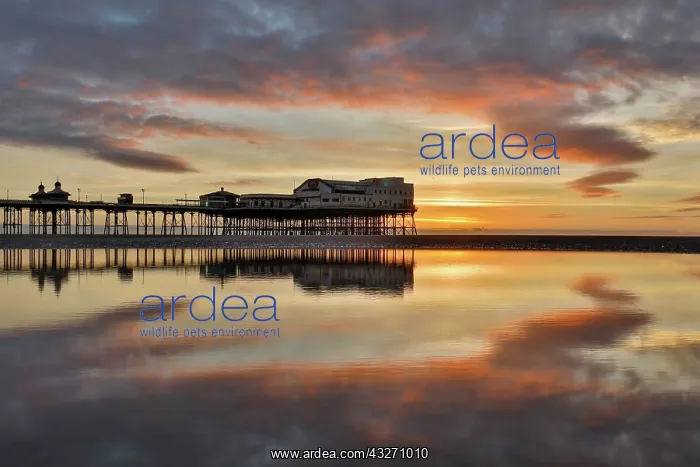 : 80200514 Blackpool Beach Lancashire, UK David Chapman : 80200514 Blackpool Beach Lancashire, UK David Chapman