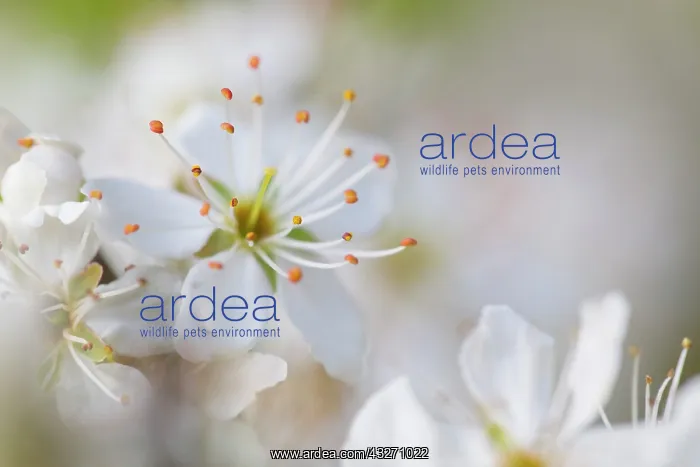 : 80200515 Blackthorn Blossom - Spring UK Prunus spinosa : 80200515 Blackthorn Blossom - Spring UK Prunus spinosa
