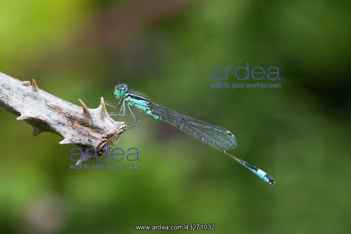  : 80200516 Blue Tailed Damselfly Cornwall, UK Ischnura