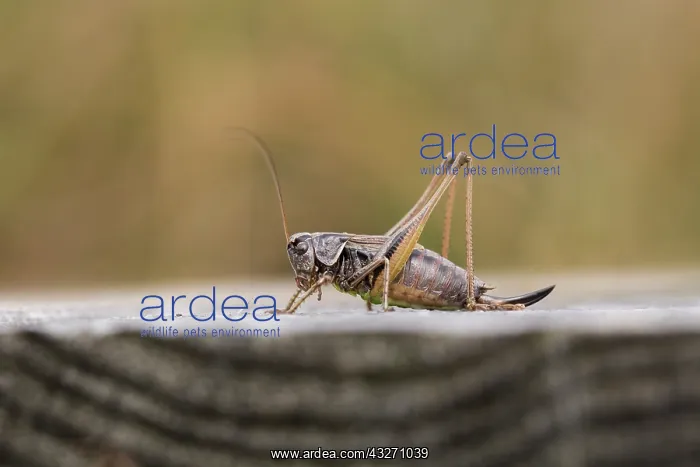 : 80200517 Bog Bush Cricket Yorkshire, UK Metrioptera : 80200517 Bog Bush Cricket Yorkshire, UK Metrioptera