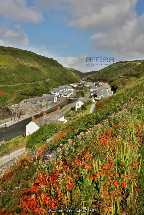 : 80200520 Boscastle - River Valency Cornwall, UK : 80200520 Boscastle - River Valency Cornwall, UK
