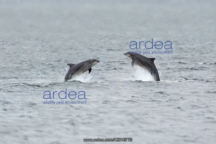 : 80200523 Bottlenose Dolphins Moray Firth, Scotland : 80200523 Bottlenose Dolphins Moray Firth, Scotland