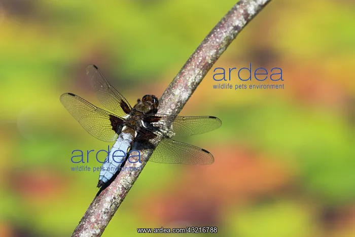  : 80200524 Broad Bodied Chaser Dragonfly - male Cornwall