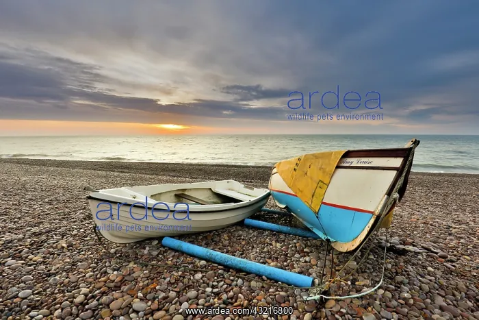 : 80200525 Budleigh Salterton - boats on the beach : 80200525 Budleigh Salterton - boats on the beach
