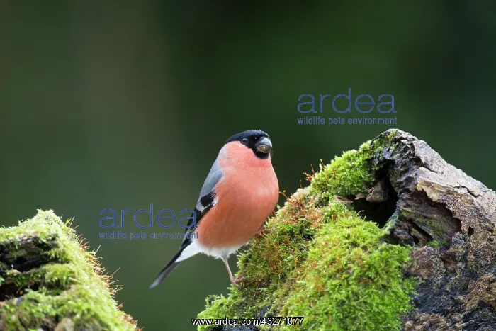 : 80200527 Bullfinch - male Cornwall, UK Pyrrhula : 80200527 Bullfinch - male Cornwall, UK Pyrrhula