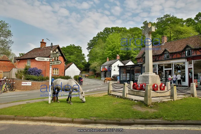  : 80200529 New Forest Ponies Burley, Hampshire, UK