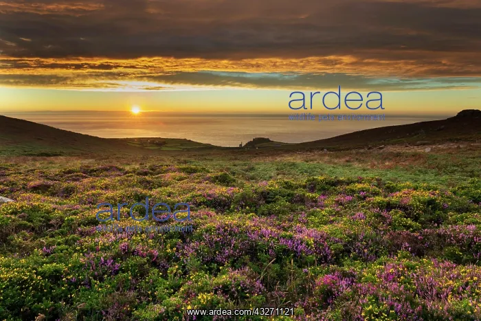 : 80200532 Seascape - at sunset Carn Galver, Cornwall : 80200532 Seascape - at sunset Carn Galver, Cornwall