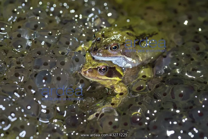 : 80200541 Common Frogs - paired with frog spawn Cornwall : 80200541 Common Frogs - paired with frog spawn Cornwall