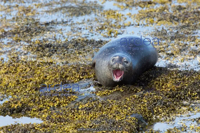 : 80200542 Common / Harbour Seal - in seaweed Pierowall : 80200542 Common / Harbour Seal - in seaweed Pierowall