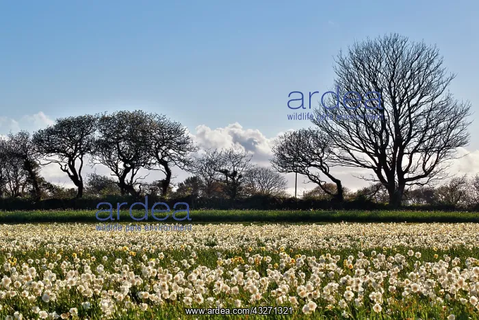 : 80200549 Daffodils - crop in spring Cornwall, UK : 80200549 Daffodils - crop in spring Cornwall, UK