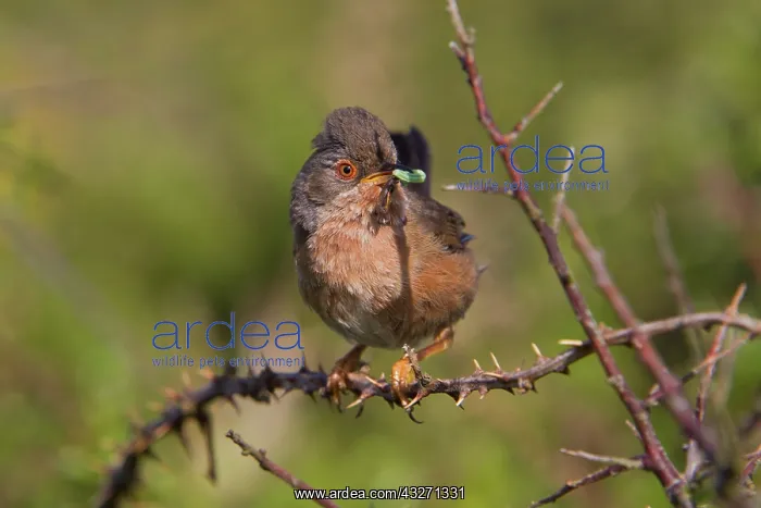 : 80200550 Dartford Warbler - with insect prey Devon : 80200550 Dartford Warbler - with insect prey Devon