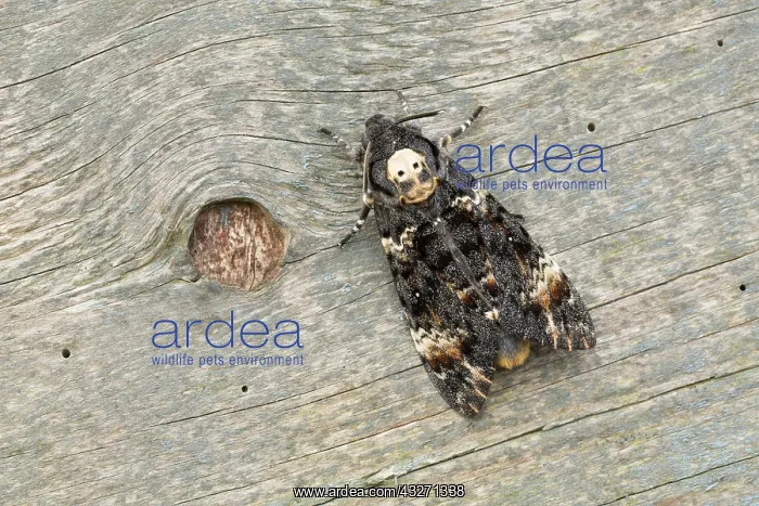 : 80200551 Deaths Head Hawkmoth - skull pattern UK : 80200551 Deaths Head Hawkmoth - skull pattern UK