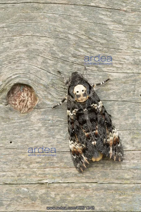 : 80200552 Deaths Head Hawkmoth - skull pattern UK : 80200552 Deaths Head Hawkmoth - skull pattern UK