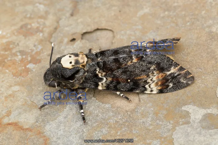 : 80200553 Deaths Head Hawkmoth - skull pattern UK : 80200553 Deaths Head Hawkmoth - skull pattern UK