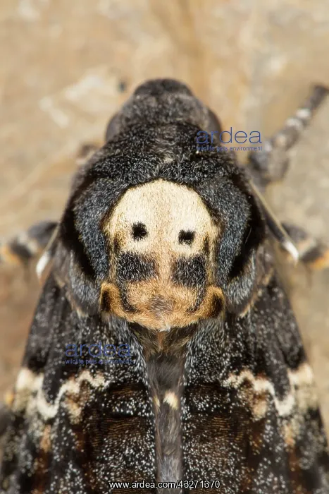 : 80200554 Deaths Head Hawkmoth - skull pattern UK : 80200554 Deaths Head Hawkmoth - skull pattern UK