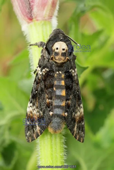 : 80200555 Deaths Head Hawkmoth - skull pattern UK : 80200555 Deaths Head Hawkmoth - skull pattern UK