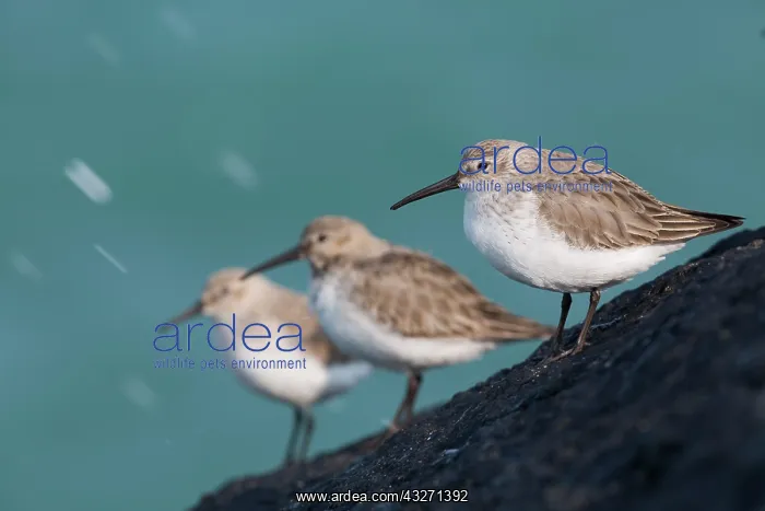 : 80200556 Dunlin Cornwall, UK Calidris alpina David : 80200556 Dunlin Cornwall, UK Calidris alpina David