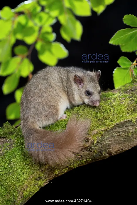 : 80200557 Edible Dormouse - controlled conditions : 80200557 Edible Dormouse - controlled conditions