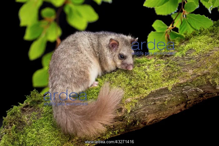  : 80200558 Edible Dormouse - controlled conditions