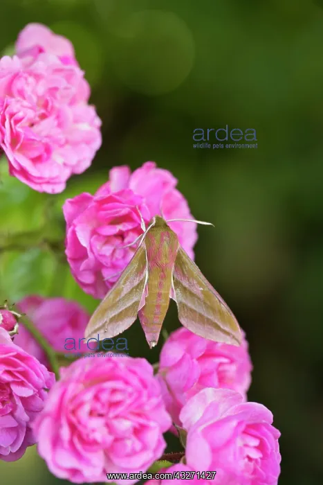: 80200559 Elephant Hawkmoth - on Roses Cornwall : 80200559 Elephant Hawkmoth - on Roses Cornwall