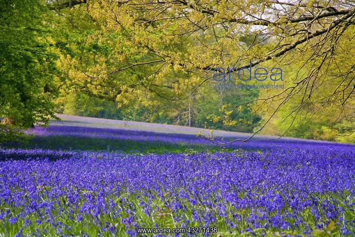 : 80200560 Bluebells - in woodland Enys Garden, Cornwall : 80200560 Bluebells - in woodland Enys Garden, Cornwall