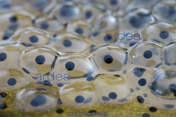 : 80200562 Common Frog Spawn - Spring UK Rana temporaria : 80200562 Common Frog Spawn - Spring UK Rana temporaria