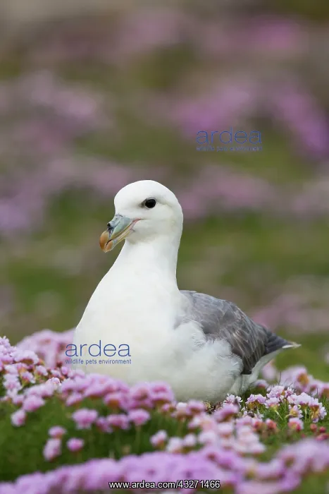 : 80200563 Fulmar - in Thrift Scotland, UK Fulmarus : 80200563 Fulmar - in Thrift Scotland, UK Fulmarus