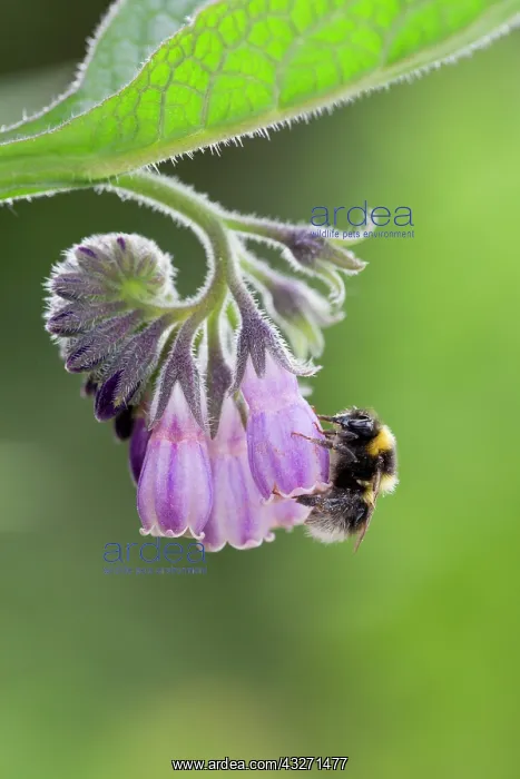 : 80200564 Garden Bumblebee - on Comfrey Scotland : 80200564 Garden Bumblebee - on Comfrey Scotland