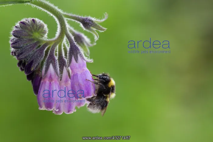 : 80200565 Garden Bumblebee - on Comfrey Scotland : 80200565 Garden Bumblebee - on Comfrey Scotland