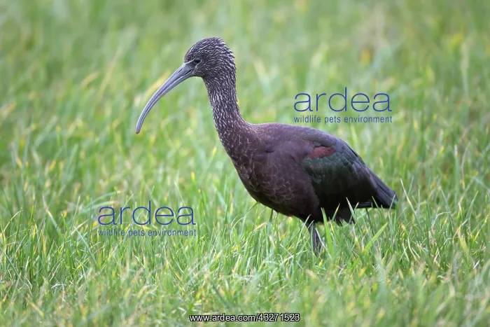  : 80200568 Glossy Ibis Cornwall, UK Plegadis falcinellus