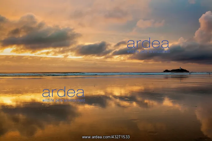 : 80200569 Seascape - at sunset Godrevy, Cornwall : 80200569 Seascape - at sunset Godrevy, Cornwall
