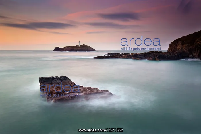 : 80200571 Seascape - at sunset Godrevy, Cornwall : 80200571 Seascape - at sunset Godrevy, Cornwall