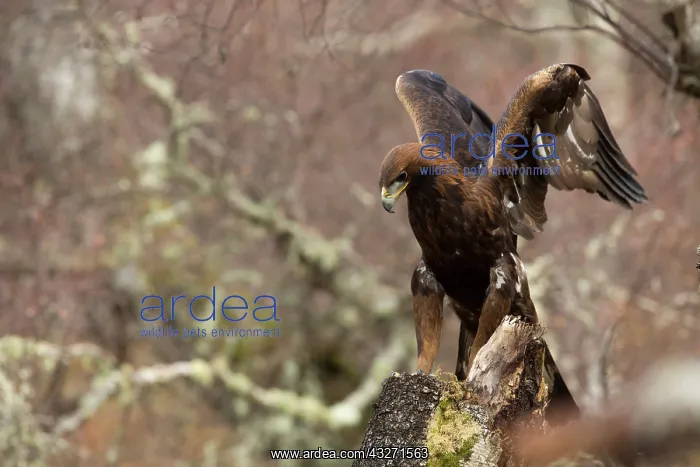 : 80200572 Golden Eagle - with wings raised Scotland : 80200572 Golden Eagle - with wings raised Scotland