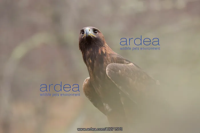 : 80200573 Golden Eagle - portrait Scotland, UK Aquila : 80200573 Golden Eagle - portrait Scotland, UK Aquila