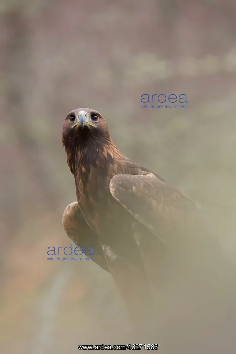 : 80200574 Golden Eagle - portrait Scotland, UK Aquila : 80200574 Golden Eagle - portrait Scotland, UK Aquila