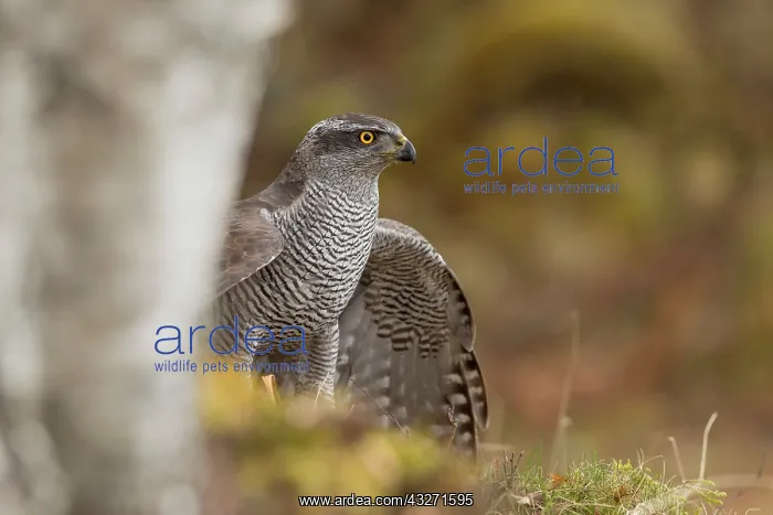 : 80200575 Goshawk - female Scotland, UK Accipiter : 80200575 Goshawk - female Scotland, UK Accipiter