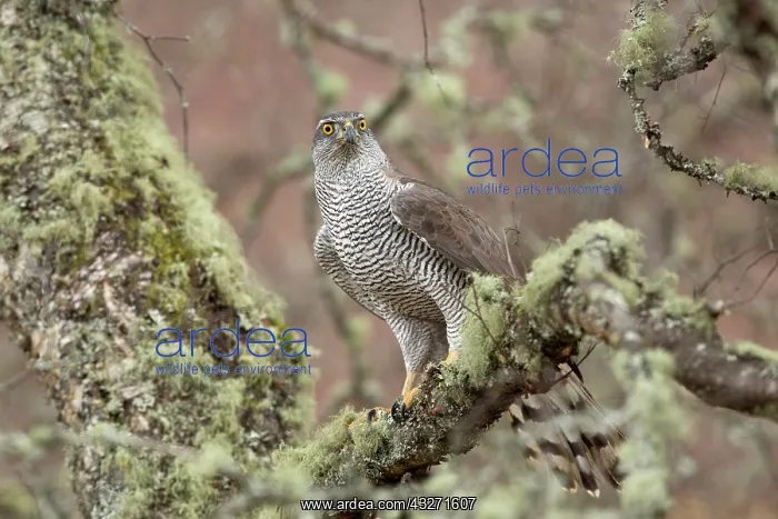 : 80200576 Goshawk - female Scotland, UK Accipiter : 80200576 Goshawk - female Scotland, UK Accipiter