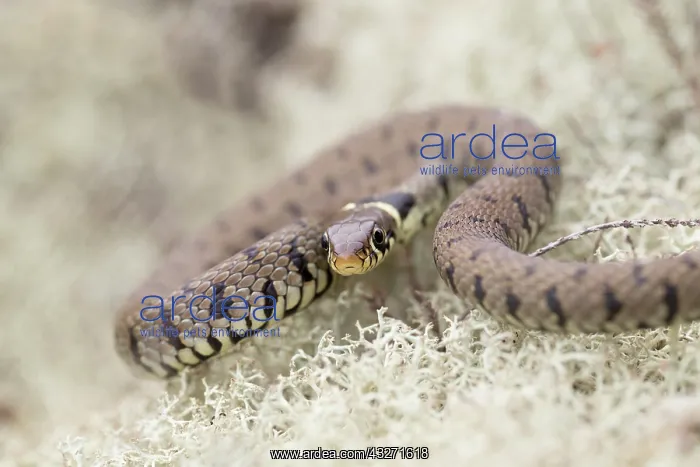 : 80200577 Grass Snake - in Lichen Hampshire, UK Natrix : 80200577 Grass Snake - in Lichen Hampshire, UK Natrix