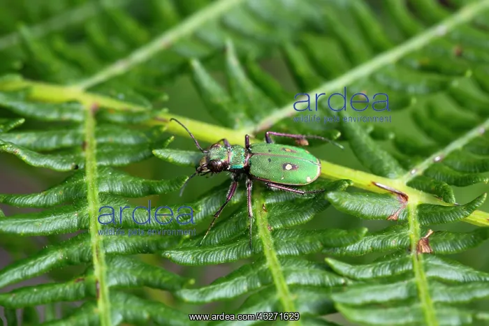 : 80200578 Green Tiger Beetle - on Frond Yorkshire : 80200578 Green Tiger Beetle - on Frond Yorkshire