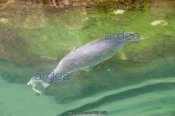 : 80200580 Grey Seal - swimming Newquay, Cornwall : 80200580 Grey Seal - swimming Newquay, Cornwall