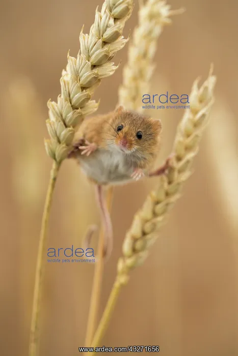 : 80200581 Harvest Mouse - on ears of wheat UK Micromys : 80200581 Harvest Mouse - on ears of wheat UK Micromys