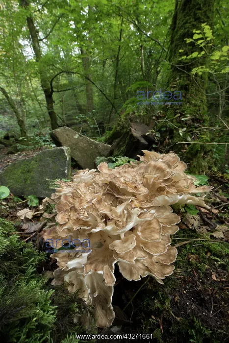 : 80200582 Hen of the Woods Fungi - Autumn Cornwall : 80200582 Hen of the Woods Fungi - Autumn Cornwall