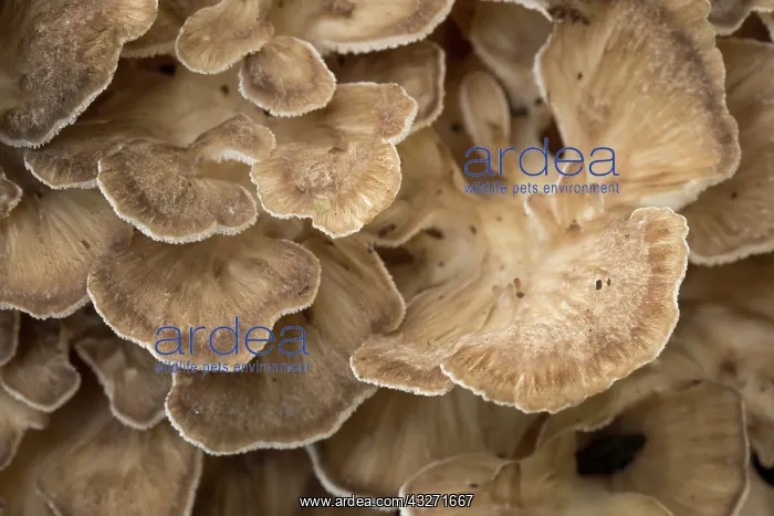 : 80200583 Hen of the Woods Fungi - Autumn Cornwall : 80200583 Hen of the Woods Fungi - Autumn Cornwall