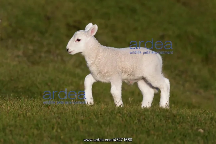 : 80200585 Lamb Stoer, Scotland, UK David Chapman : 80200585 Lamb Stoer, Scotland, UK David Chapman