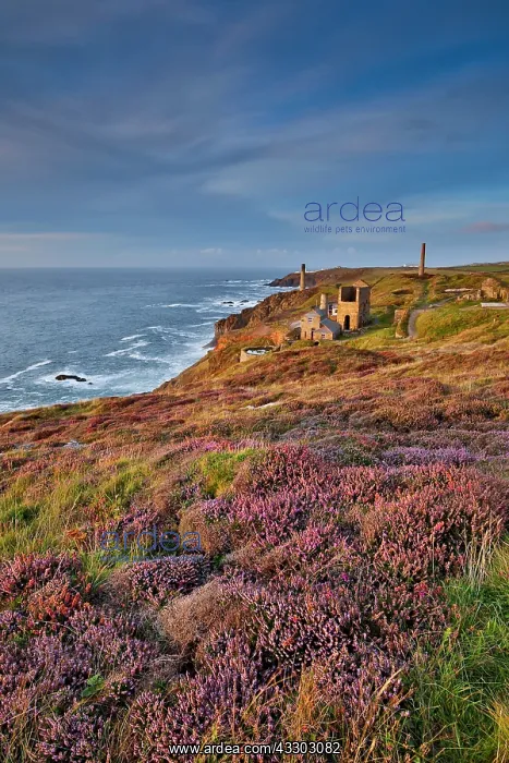: 80200587 Seascape - with Heather Levant Mine, Cornwall : 80200587 Seascape - with Heather Levant Mine, Cornwall