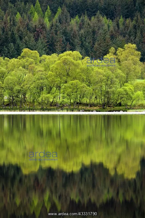 : 80200588 Loch Ruthven - trees reflected in water : 80200588 Loch Ruthven - trees reflected in water