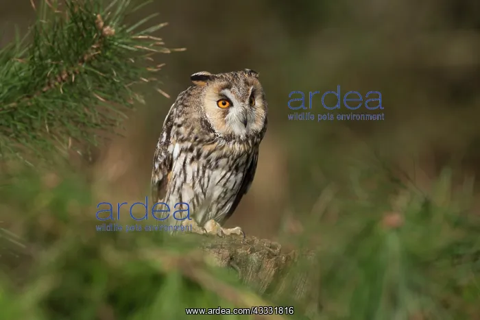 : 80200591 Long Eared Owl - in Pine tree UK Asio otus : 80200591 Long Eared Owl - in Pine tree UK Asio otus